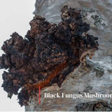 Black Fungus Mushroom: Ancient Health Secret with Modern Benefits