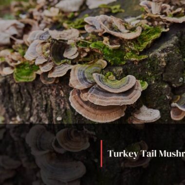 Black Fungus Mushroom: Ancient Health Secret with Modern Benefits