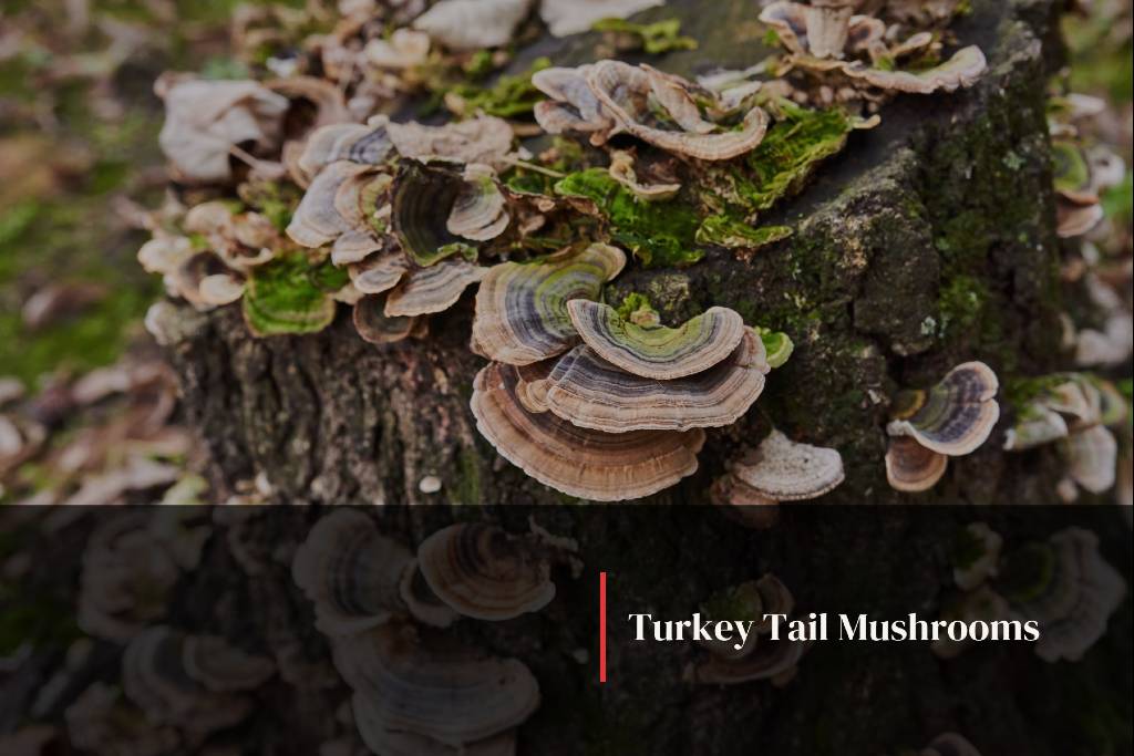 Turkey Tail Mushrooms: Your Natural Immune System Booster