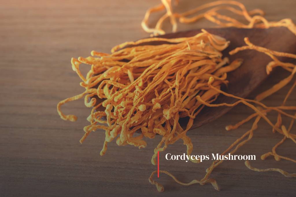 Cordyceps Mushroom Health Benefits - Vitamin2life