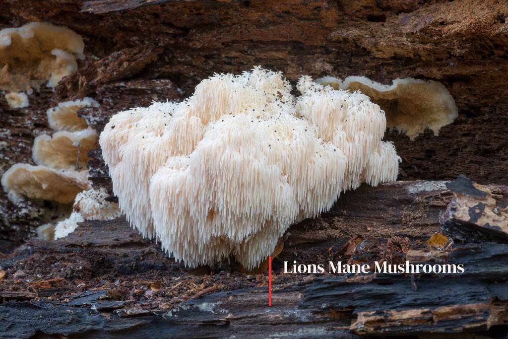 Lions Mane Mushrooms - Health Benefits - Vitamin2life