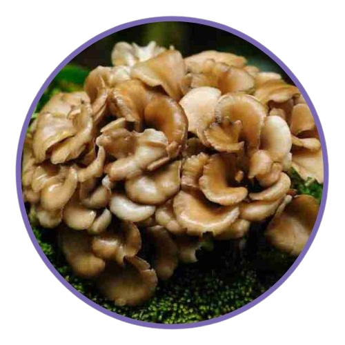 Maitake_Mushrooms_-_Vitamin2life